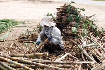 Lại mùa mía “đắng”