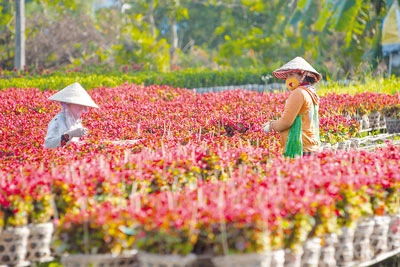 SA ĐÉC -Thành phố của hoa