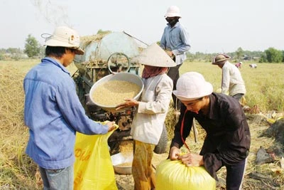 Vựa lúa cần bệ phóng mới