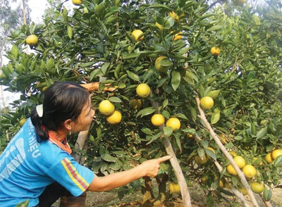 Cam Xã Đoài đắt hàng