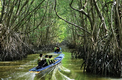 Xanh thẳm rừng đất biển Cà Mau