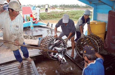 Ngành cá tra Việt Nam ứng phó với Farm Bill của Mỹ