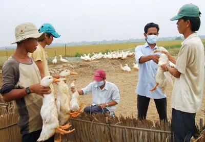 Trà Vinh: Công bố dịch cúm gia cầm