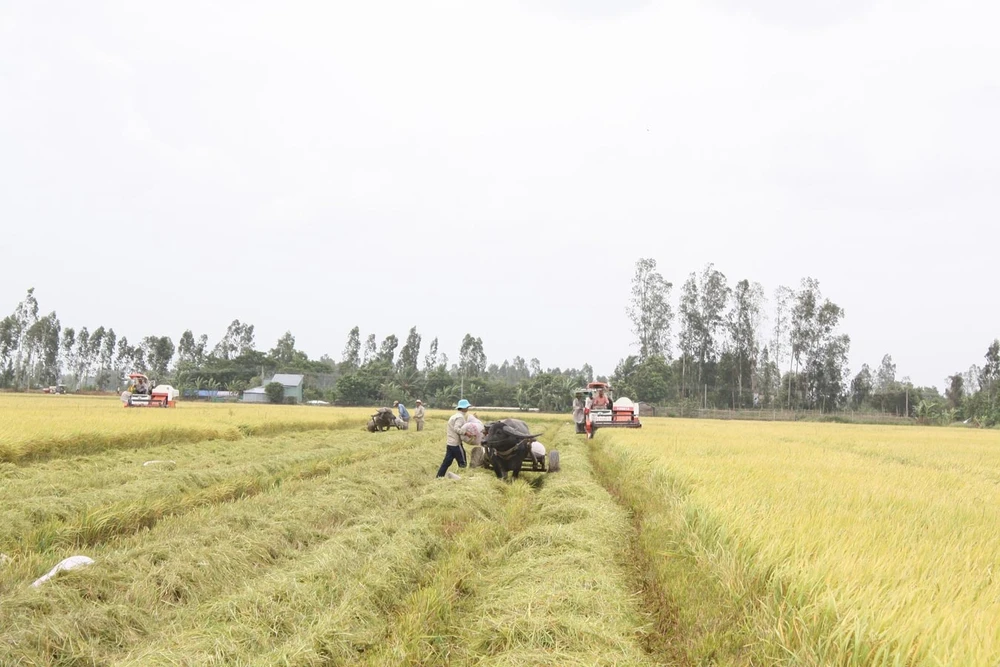 ĐBSCL: Lúa đông xuân thu lời 30-40 triệu đồng/ha