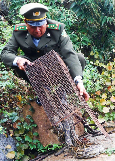 Đà Nẵng: Thả nhiều cá thể động vật hoang dã về rừng