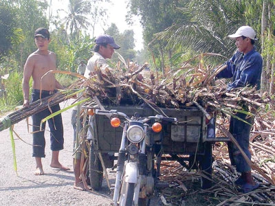 Nông dân đua nhau chặt mía