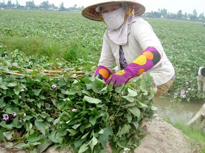 Cảnh giác thương lái mua lá khoai lang