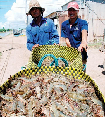 Xuất khẩu tôm: Doanh nghiệp thiếu “thẻ thông hành”