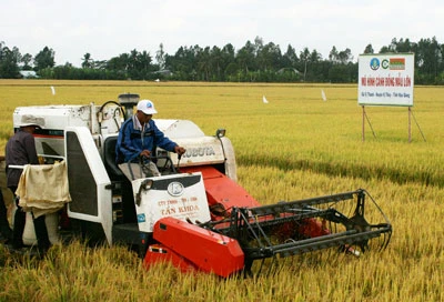 Giá lúa tăng nhẹ