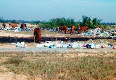 Nuôi bò bằng... chất thải công nghiệp