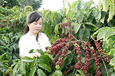 Cà phê Việt Nam - cơ hội và thách thức