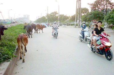 Mất an toàn vì trâu, bò thả rông