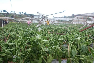 Đà Lạt: Hàng loạt nhà kính trồng rau bị đổ vì lốc xoáy, mưa lớn