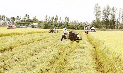 Tái cơ cấu ngành nông nghiệp: Định vị theo thị trường