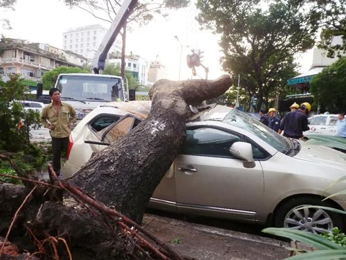 TPHCM: Mưa lớn, nhiều cây xanh bật gốc đổ đè ô tô, xe máy