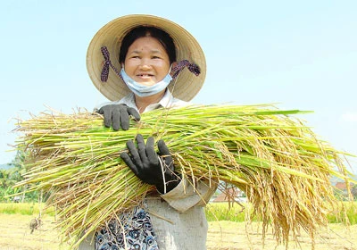 Mùa lúa miền Trung: Buồn vui lẫn lộn