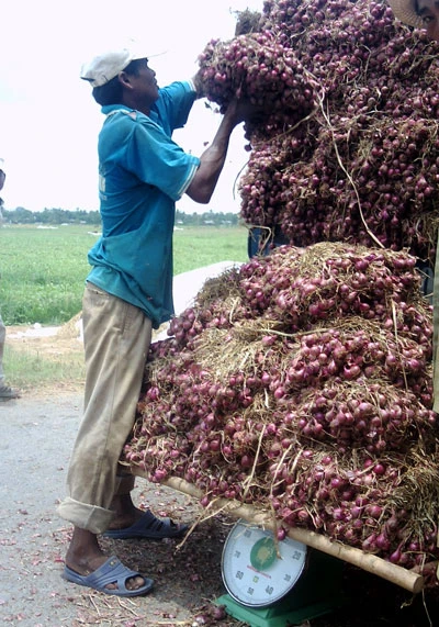 Sóc Trăng: Tồn kho hơn 20.000 tấn hành tím