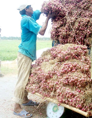 Hơn 20.000 tấn hành tím tồn kho