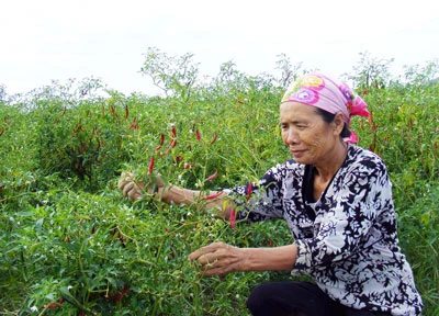 Nông dân miền Trung - Trồng ớt cay hái quả đắng