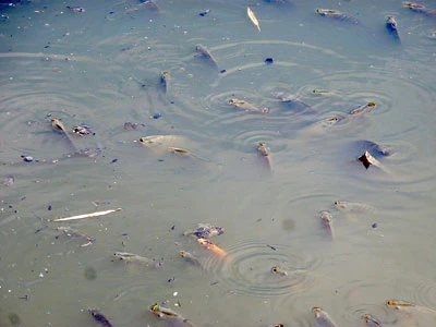 Cá nổi bất thường trên kênh Nhiêu Lộc
