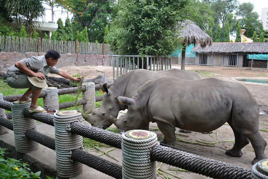 Việt Nam đẩy mạnh chiến dịch chấm dứt sử dụng sừng tê giác
