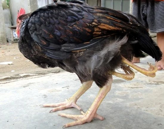 Hà Tĩnh: Xuất hiện con gà có bốn chân