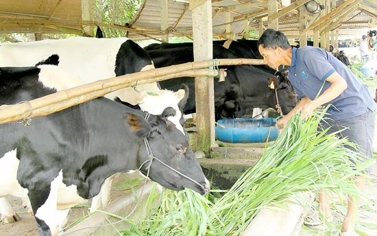 Nâng cao chất lượng bò sữa nông hộ