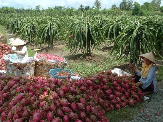 ĐBSCL: Thanh long “sốt” giá trở lại