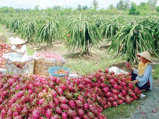 Đồng bằng sông Cửu Long: Trồng khoai thua lỗ vì sâu lạ