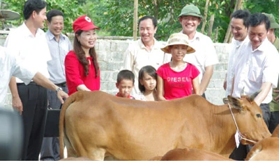 Bia Sài Gòn đồng hành “Ngân hàng bò” mang đến cơ hội thoát nghèo