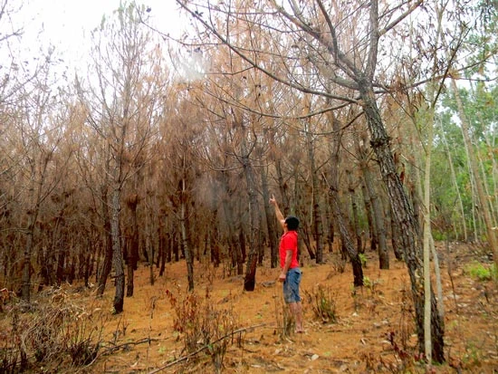 Quảng Bình: Hàng trăm hécta rừng thông bị sâu róm ăn trụi