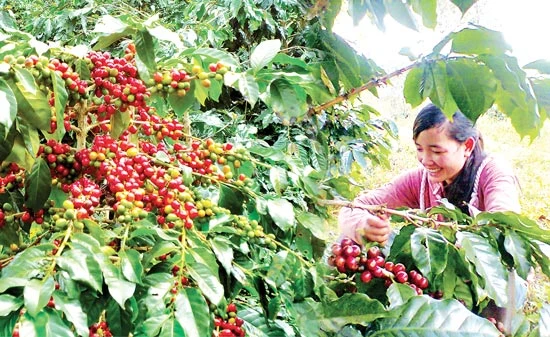 Tổng Công ty Tín Nghĩa xuất khẩu cà phê thứ 3 Việt Nam