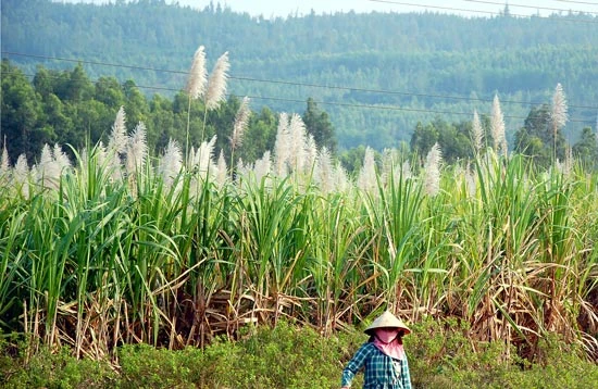 Miền Trung vào vụ mía mới - Nông dân nhấp nhổm