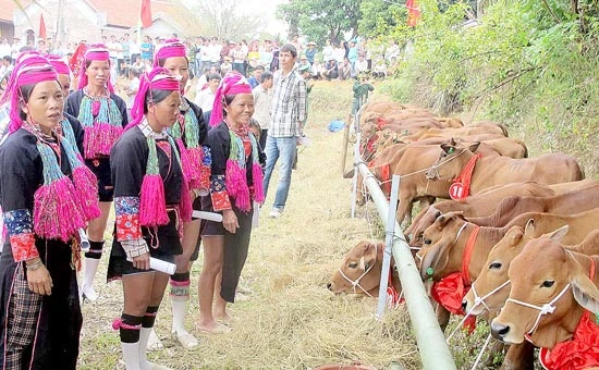 Viettel với chương trình tặng 24.000 con bò giống = Giúp người dân vùng biên thoát nghèo