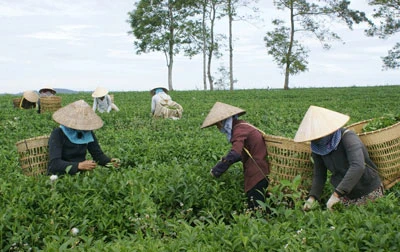 Lâm Đồng chính thức bác tin “nông sản nhiễm dioxin”