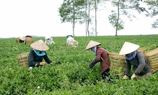 Bác bỏ thông tin “nông sản Việt Nam nhiễm dioxin”