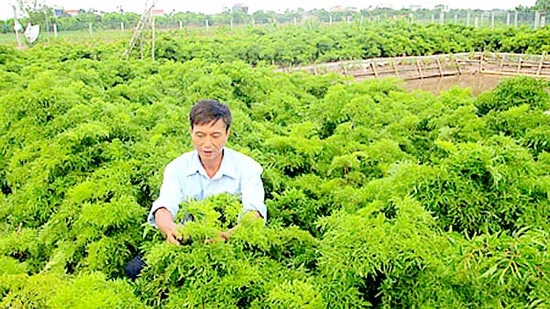 Kho thuốc quý giá từ thiên nhiên