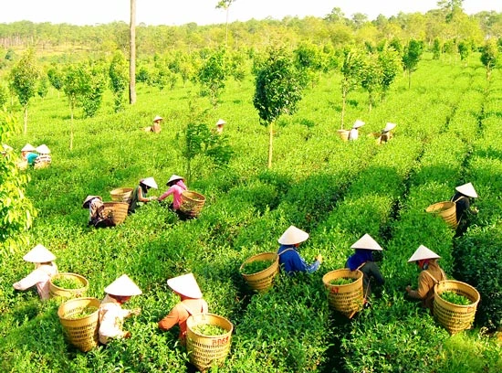 Bảo Lâm chuyển mình