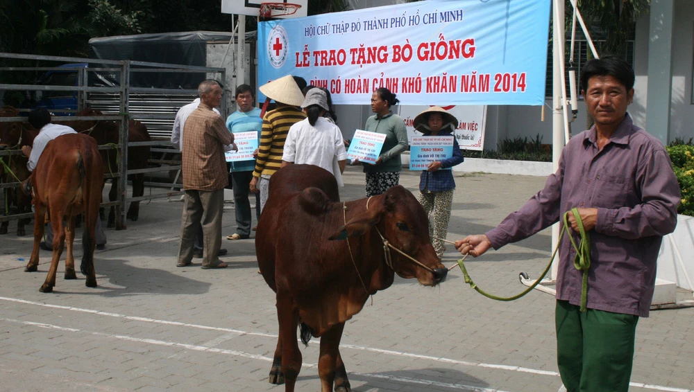 Đàn bò về nông thôn mới