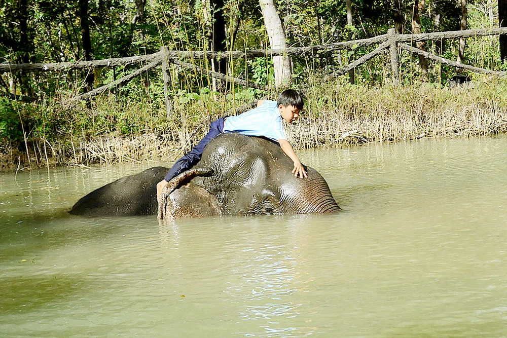 Quản tượng nhí