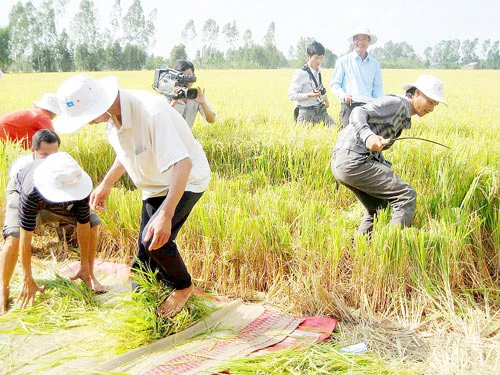 Ấm tình Hậu Giang