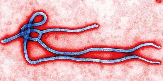 Virus Ebola có thể lây nhiễm sau khi bệnh nhân chết