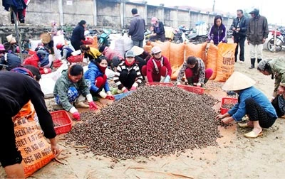 Lộc biển đầu xuân