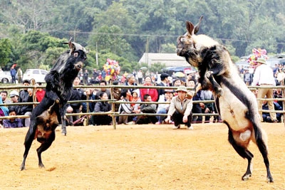 Độc đáo hội chọi... dê!