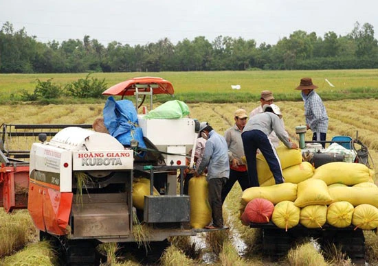 Thu mua lúa gạo tạm trữ: Nông dân chưa vui