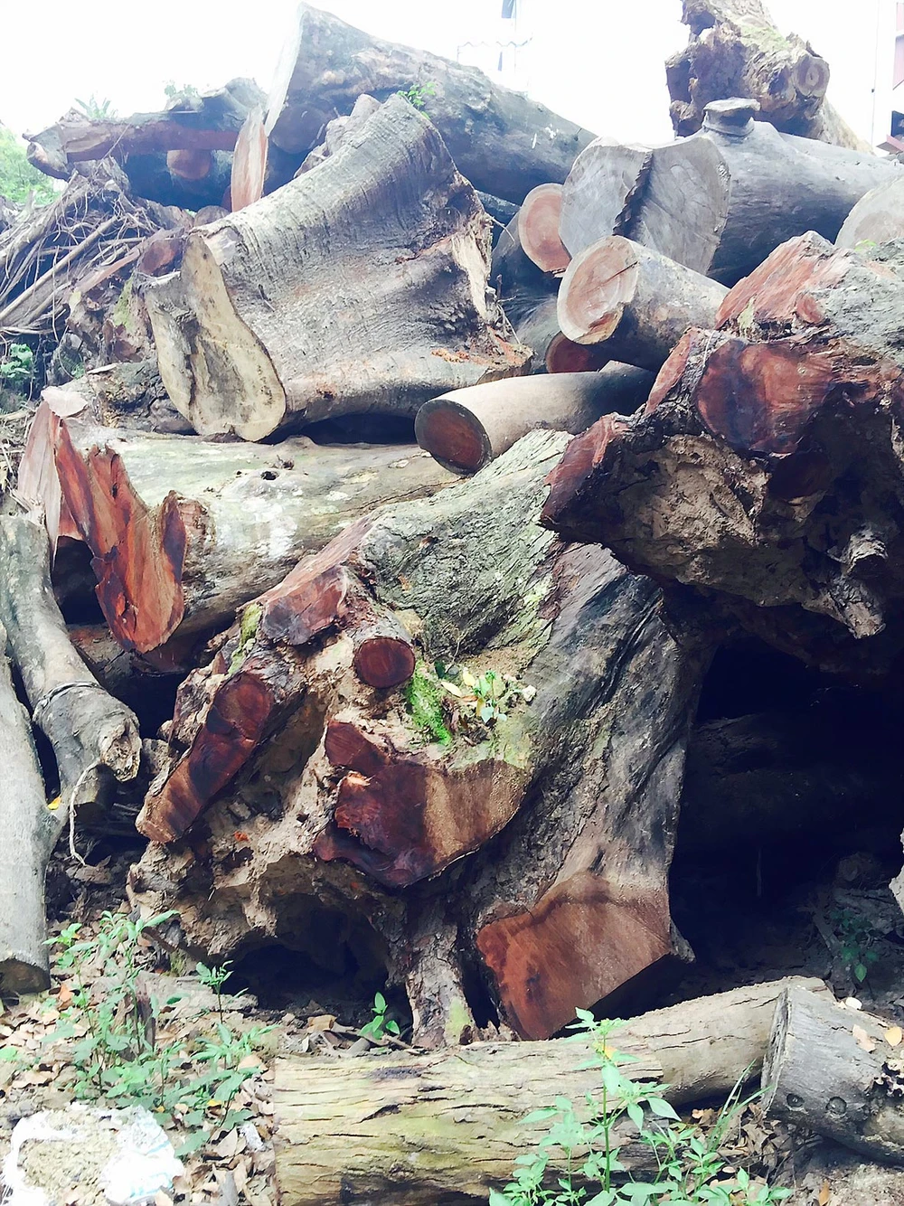 Việc thay thế cây xanh ở Hà Nội: Bán đấu giá nộp ngân sách số gỗ, củi