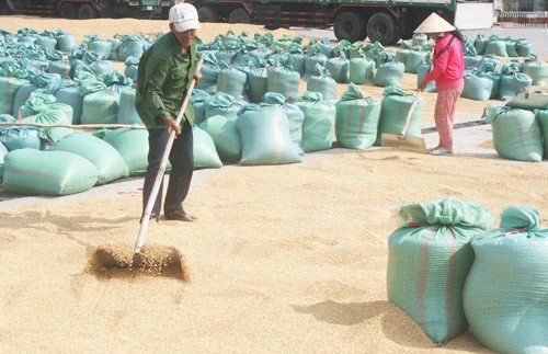 Đã mua tạm trữ 760.000 tấn gạo