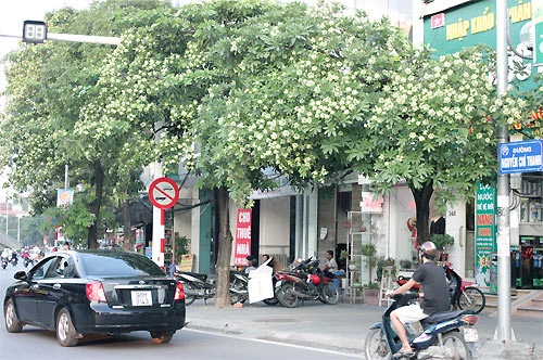 Ký ức cây Hà Nội