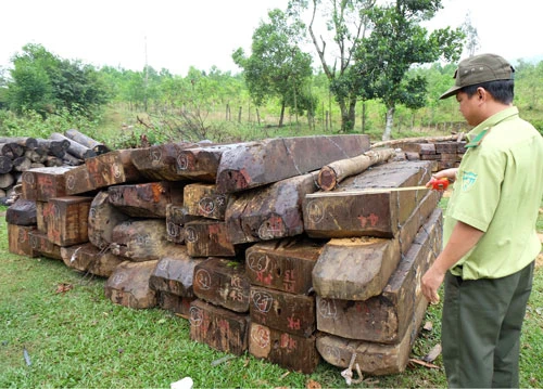 Đà Nẵng: Khởi tố, bắt tạm giam 2 đối tượng trong vụ phá rừng Cà Nhông