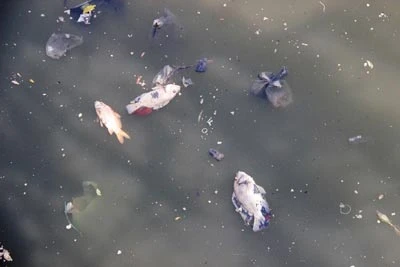 Xuất hiện hiện tượng cá chết hàng loạt trên kênh Nhiêu Lộc